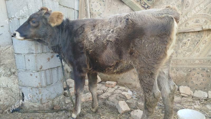 goleli sygyr - Änew - img 7