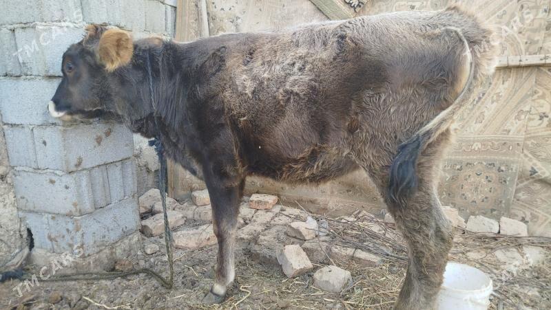 goleli sygyr - Änew - img 5