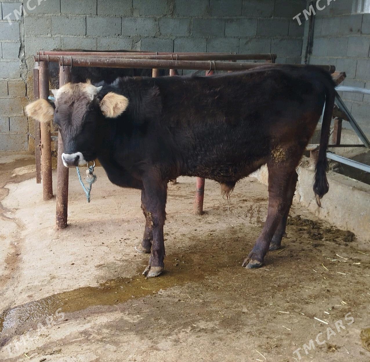 şiwes Okuz - Бахарден - img 2