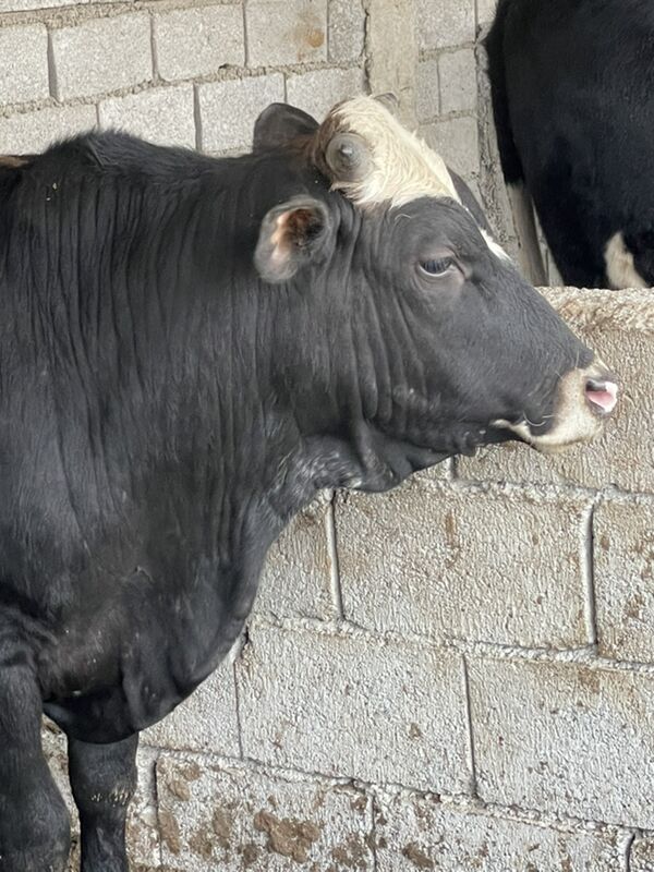 Okuz - Балканабат - img 5