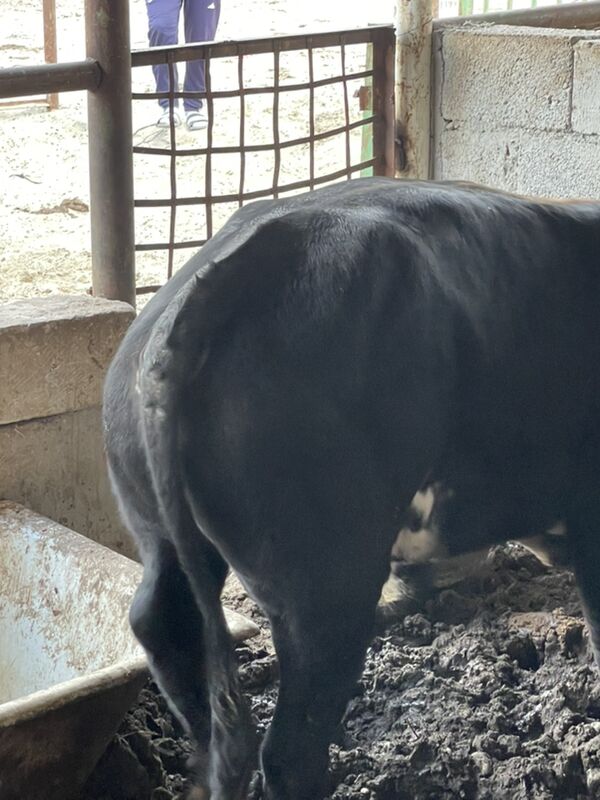 Okuz - Балканабат - img 6