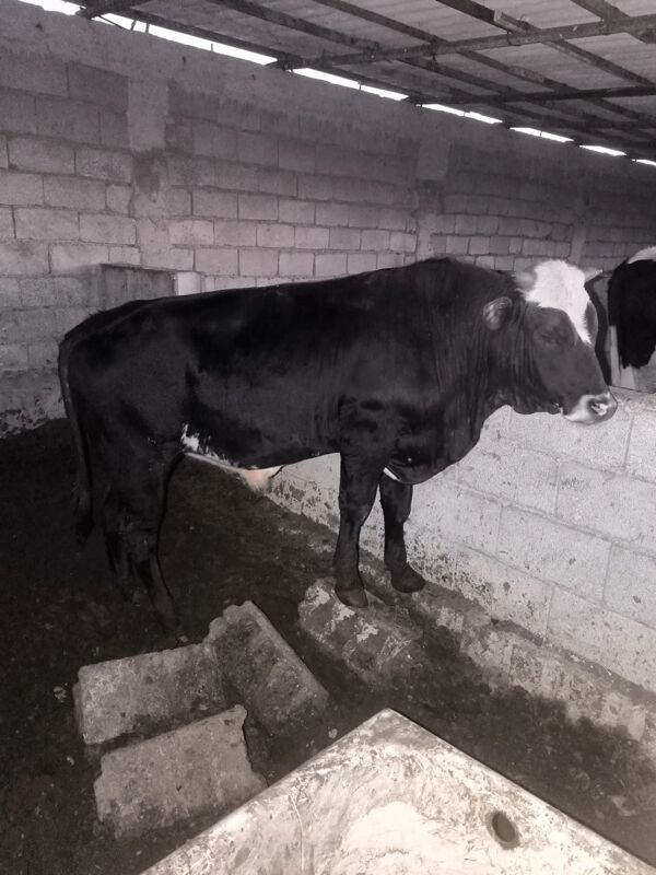 Okuz - Балканабат - img 3