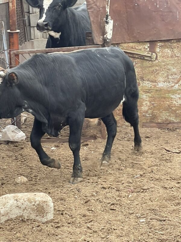 Okuz - Балканабат - img 2