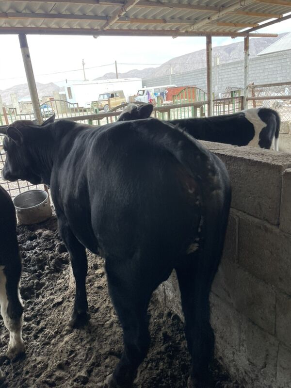 Okuz - Балканабат - img 4