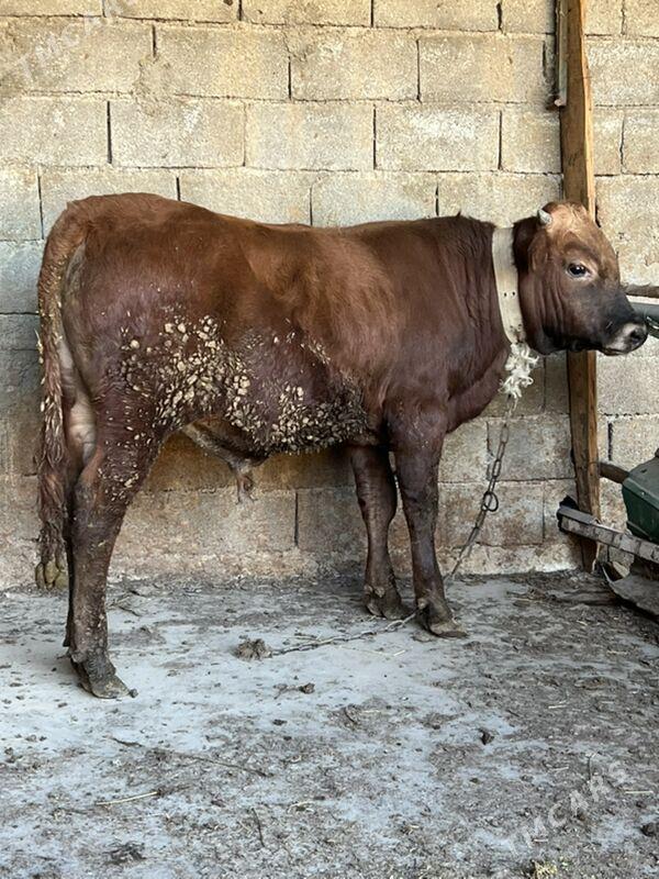 okuz - Aşgabat - img 2