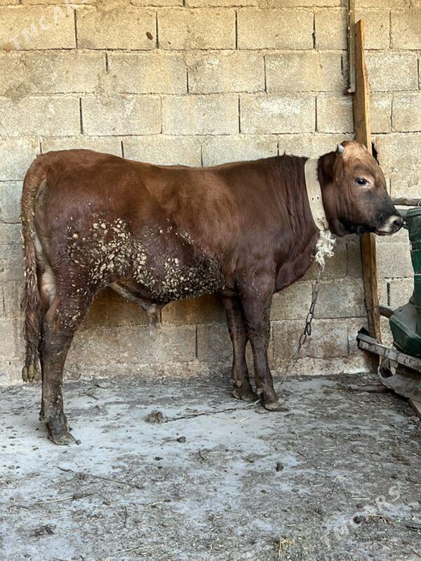 okuz - Aşgabat - img 3