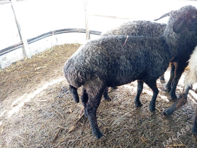 garakol issek goyun - Çoganly - img 4