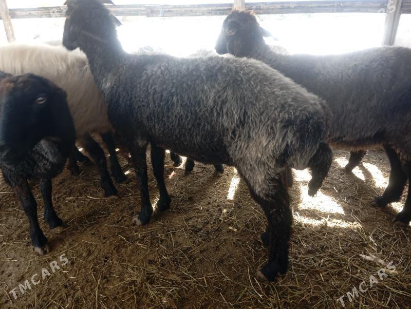 garakol issek goyun - Çoganly - img 2