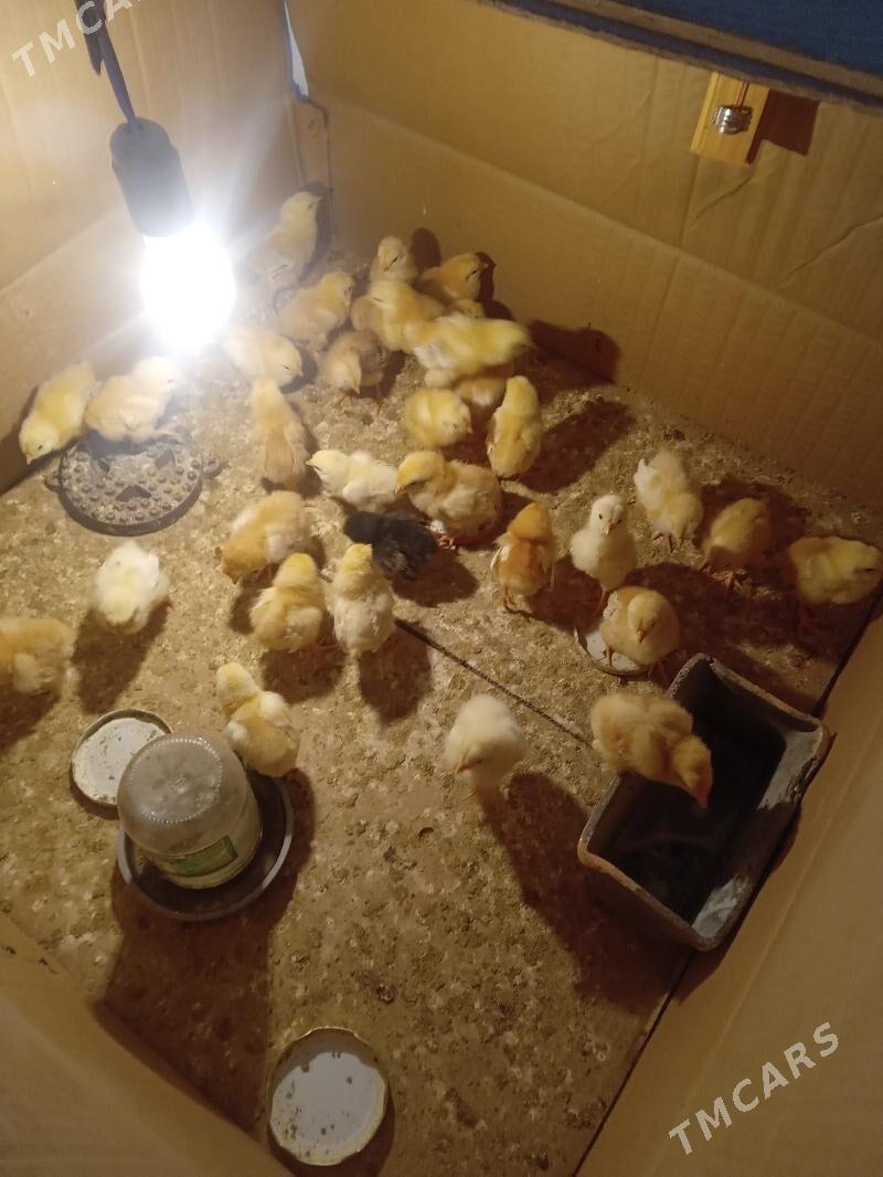 juje - Gyzylarbat - img 2