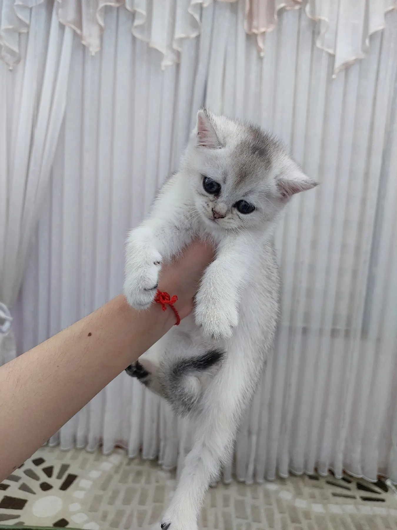 Шотландские Шиншилла - Aşgabat - img 8