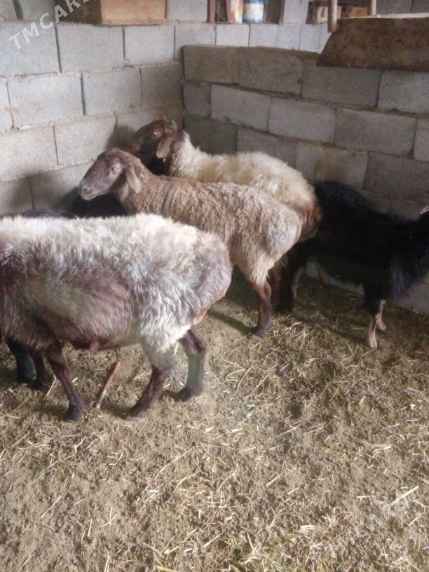 GOŶUN - Bäherden - img 4