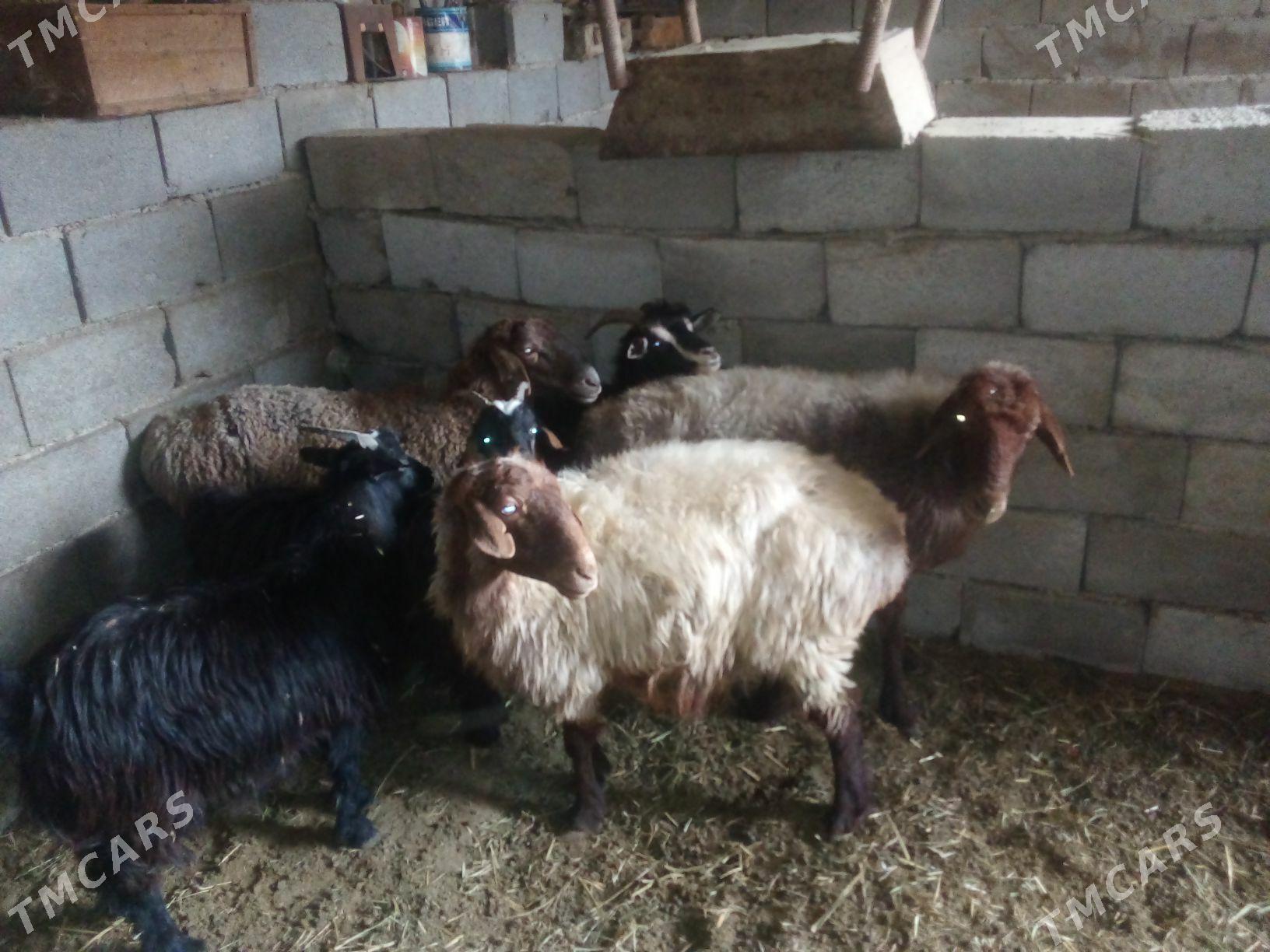 GOŶUN - Bäherden - img 2