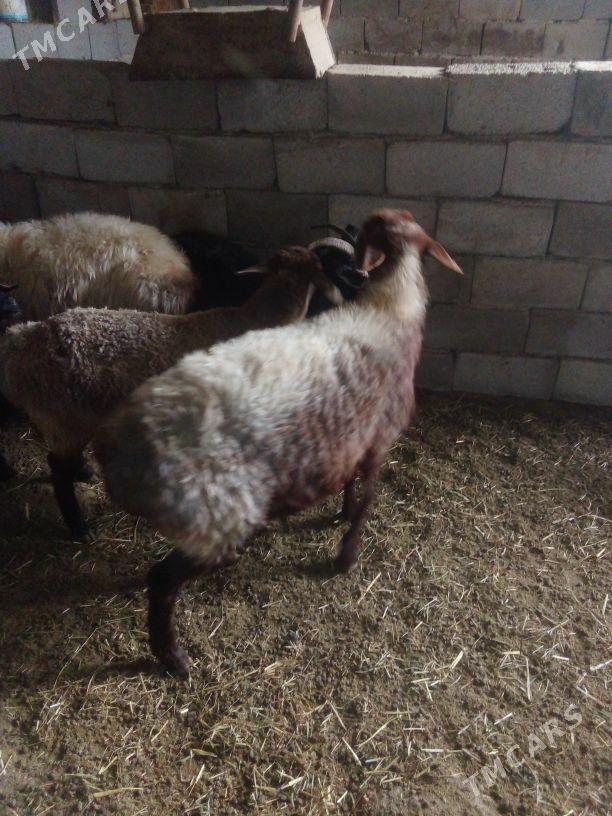 GOŶUN - Bäherden - img 5