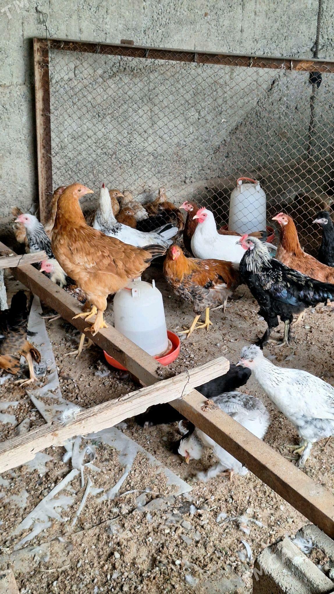 towk - Büzmeýin - img 3