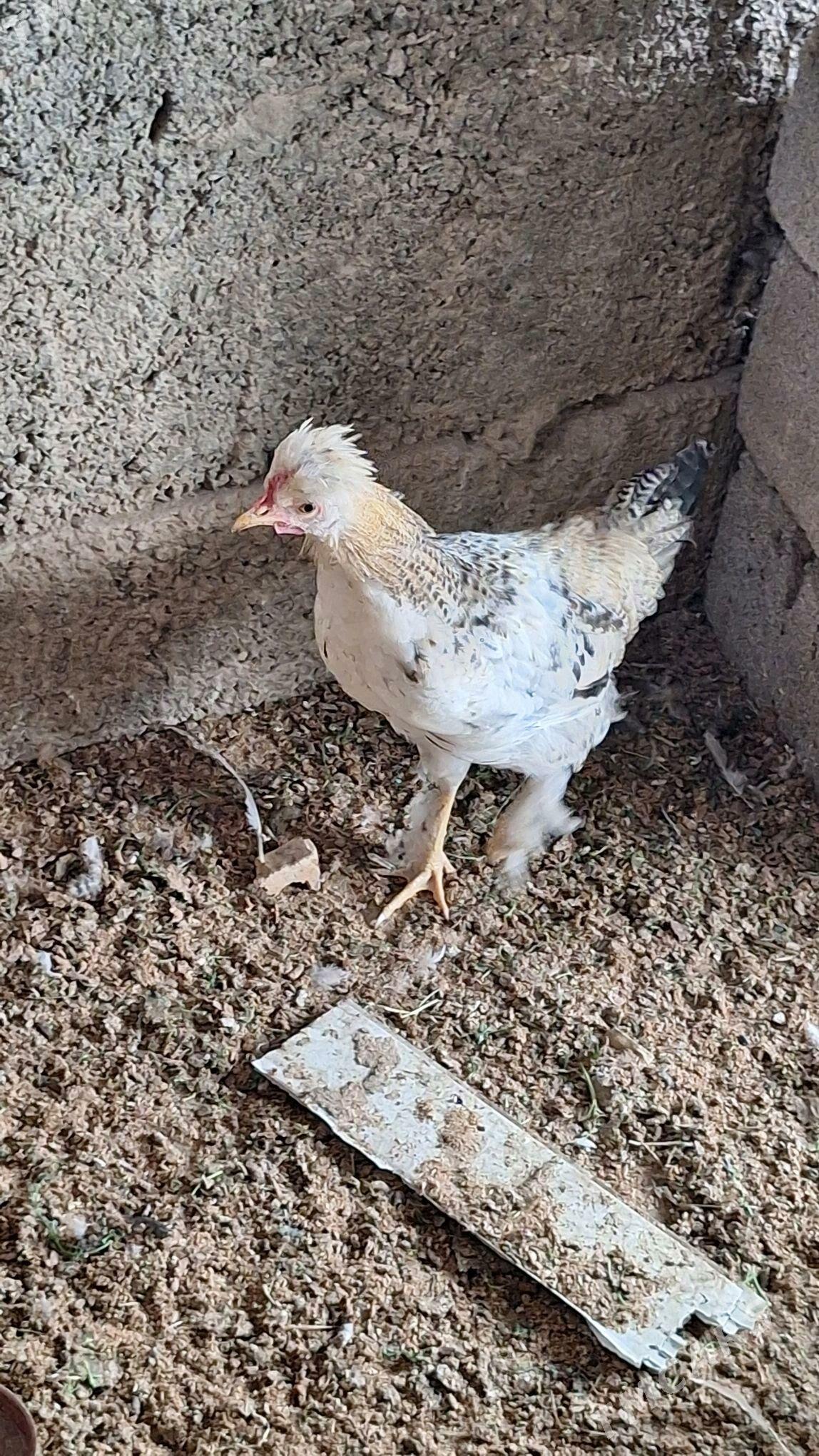 towk - Büzmeýin - img 2