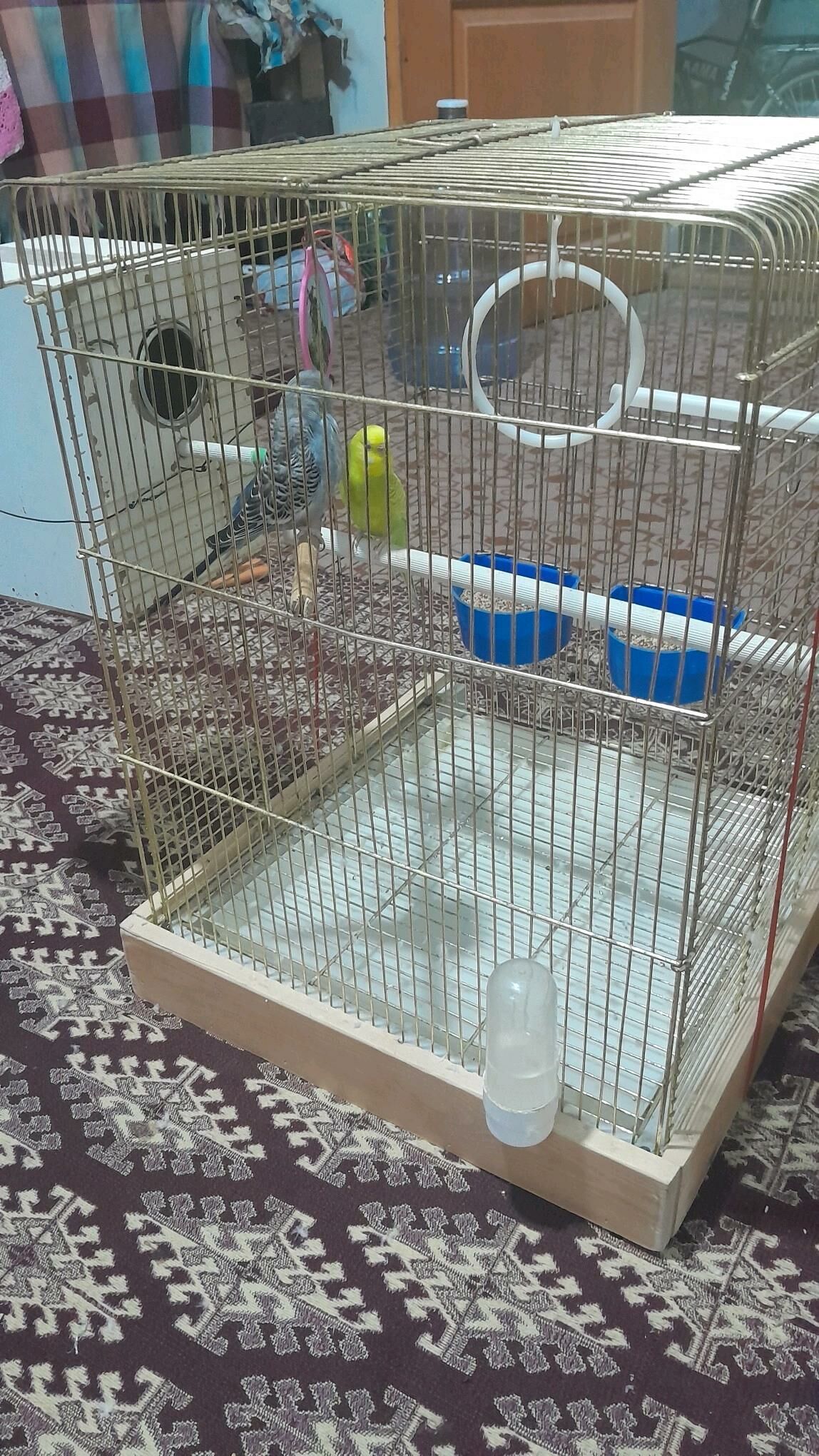 wolnisty popugaýlar - Bedew - img 4