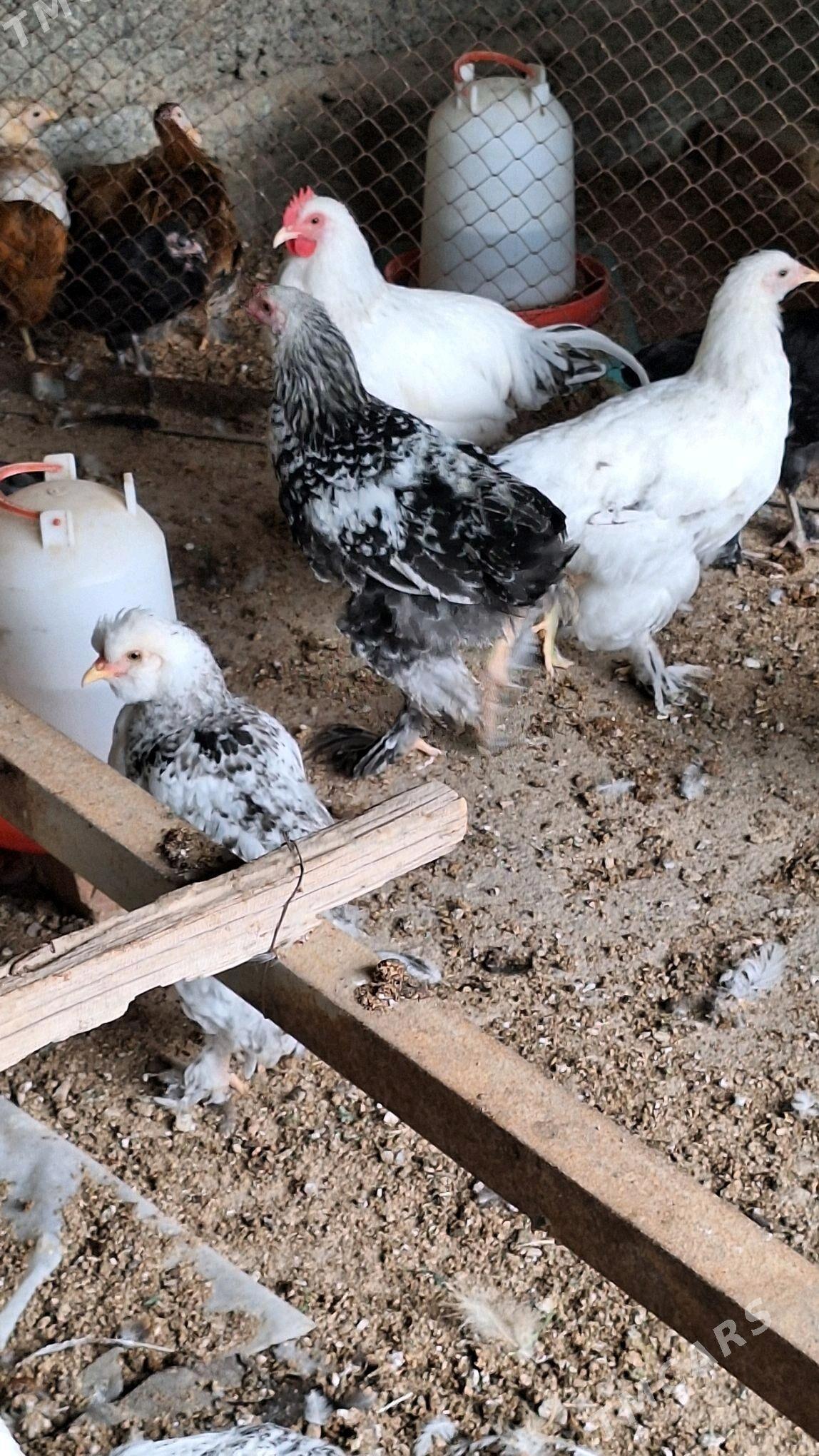 towk - Büzmeýin - img 4