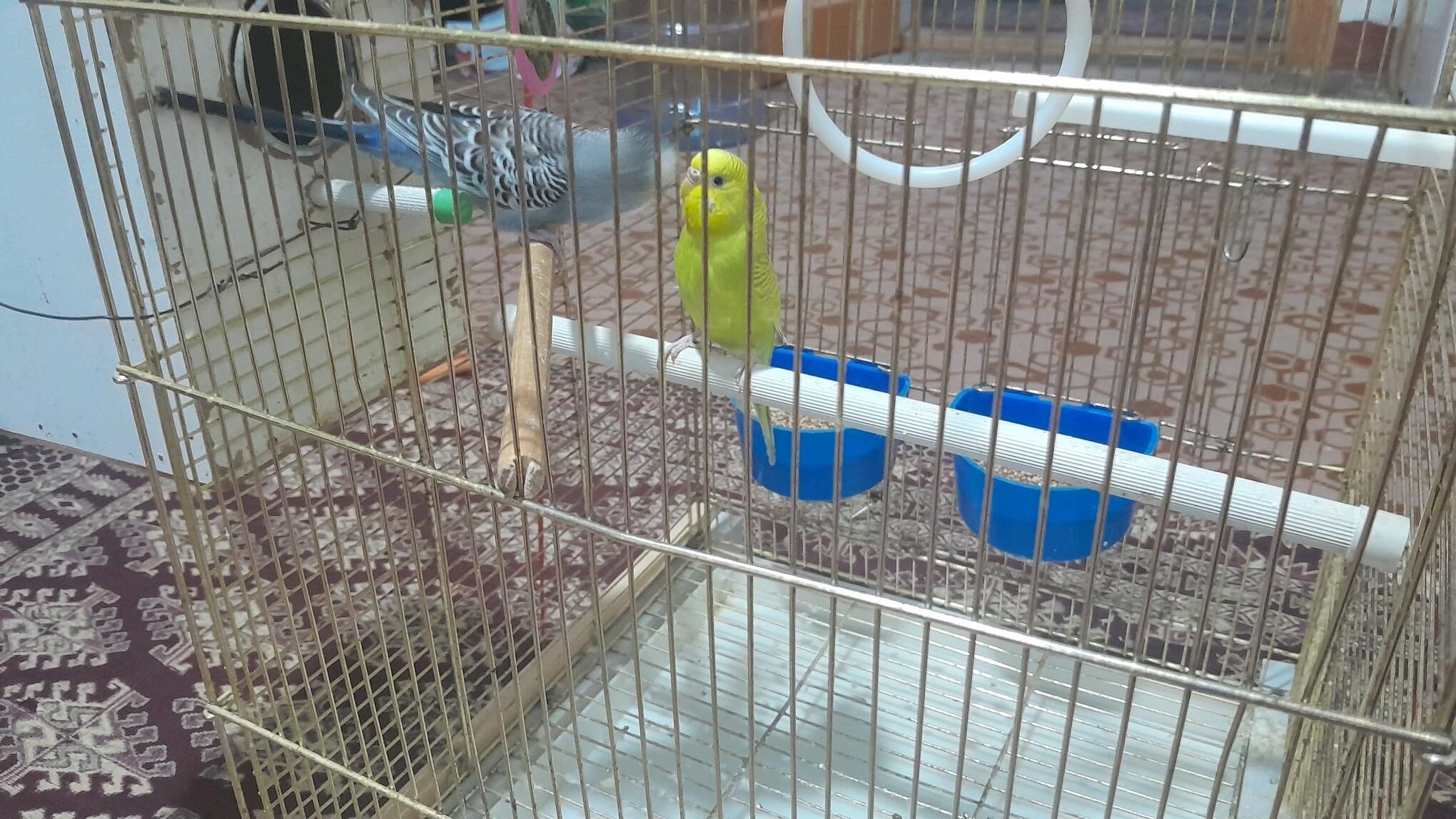 wolnisty popugaýlar - Bedew - img 5