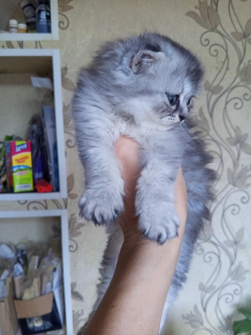 Шотландские Шиншилла - Aşgabat - img 10