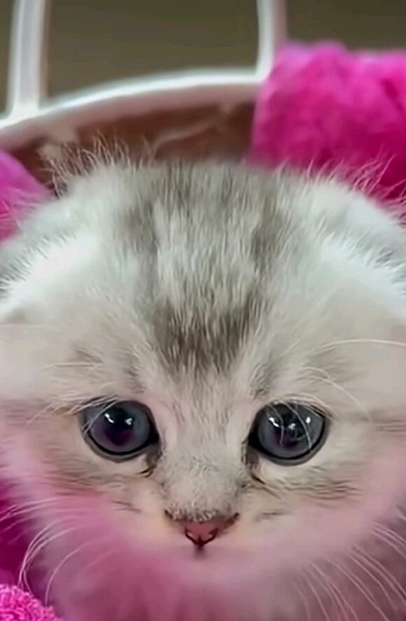 Шотландские Шиншилла - Aşgabat - img 9