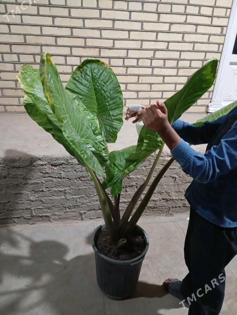 ой гуллери - Murgap - img 1