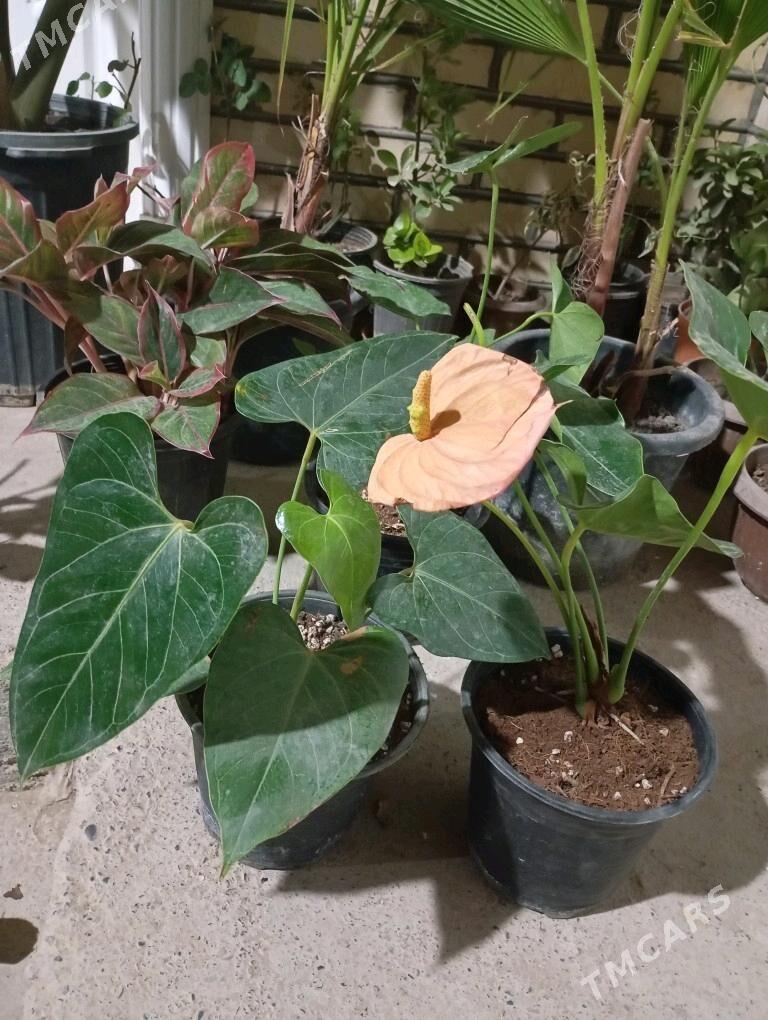 ой гуллери - Murgap - img 2