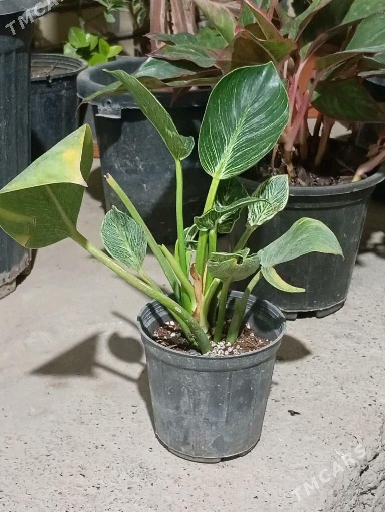 ой гуллери - Murgap - img 3