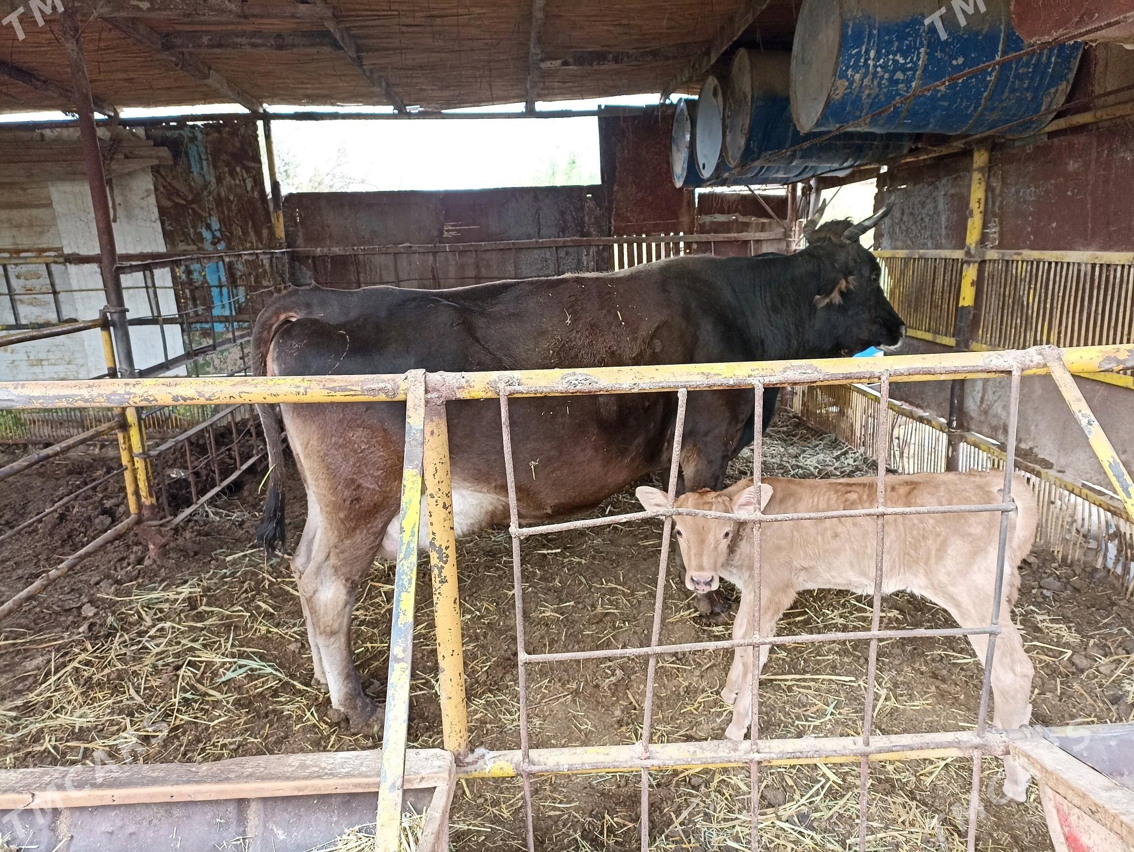 Goleli sygyr - Wekilbazar - img 3