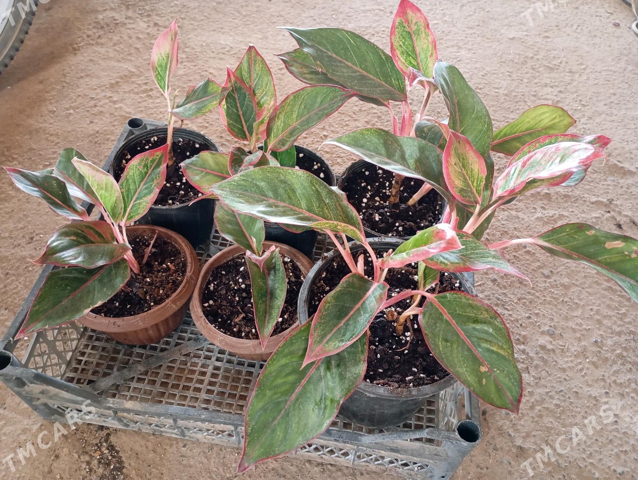 ой гуллери - Murgap - img 4