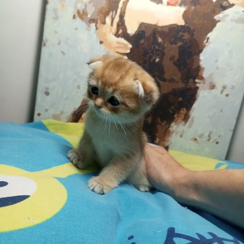 Шотландские котята - Ашхабад - img 3