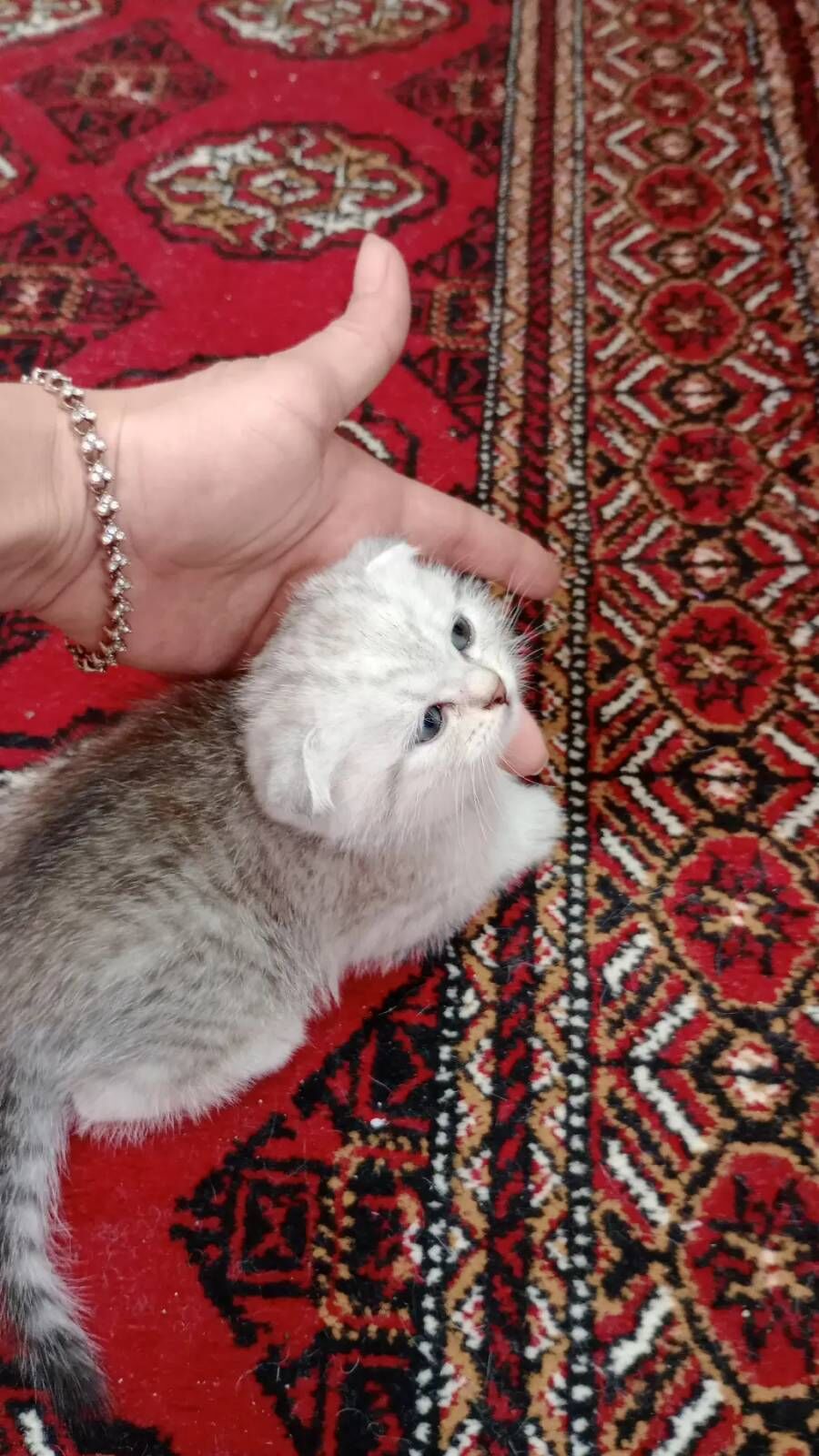 Шотландские котята - Ашхабад - img 2