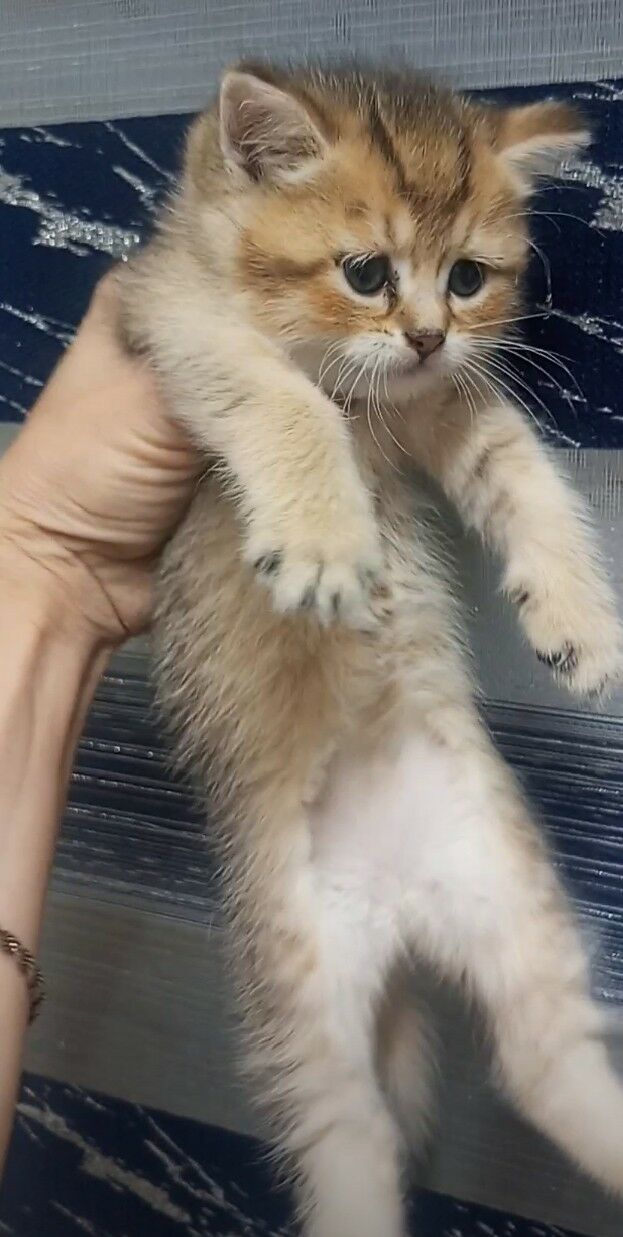 Шотландские котята - Ашхабад - img 4