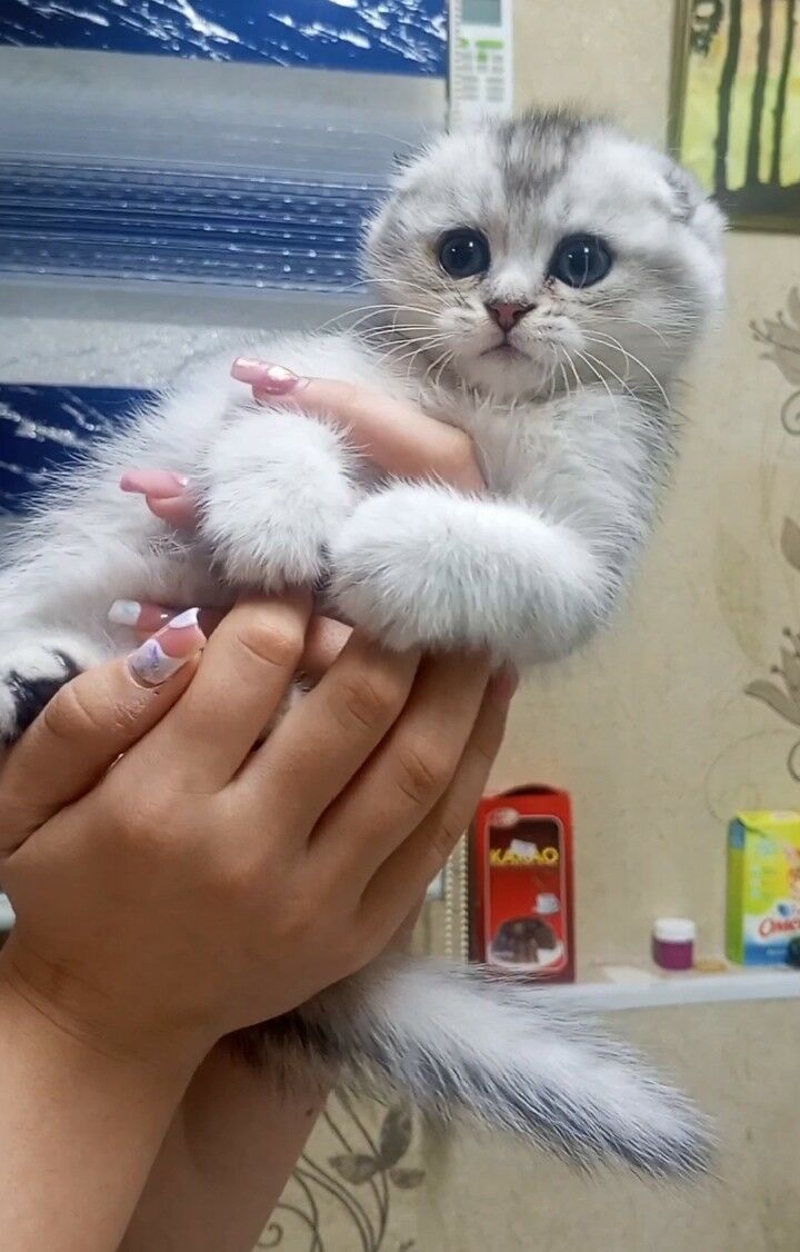 Шотландские котята - Ашхабад - img 5