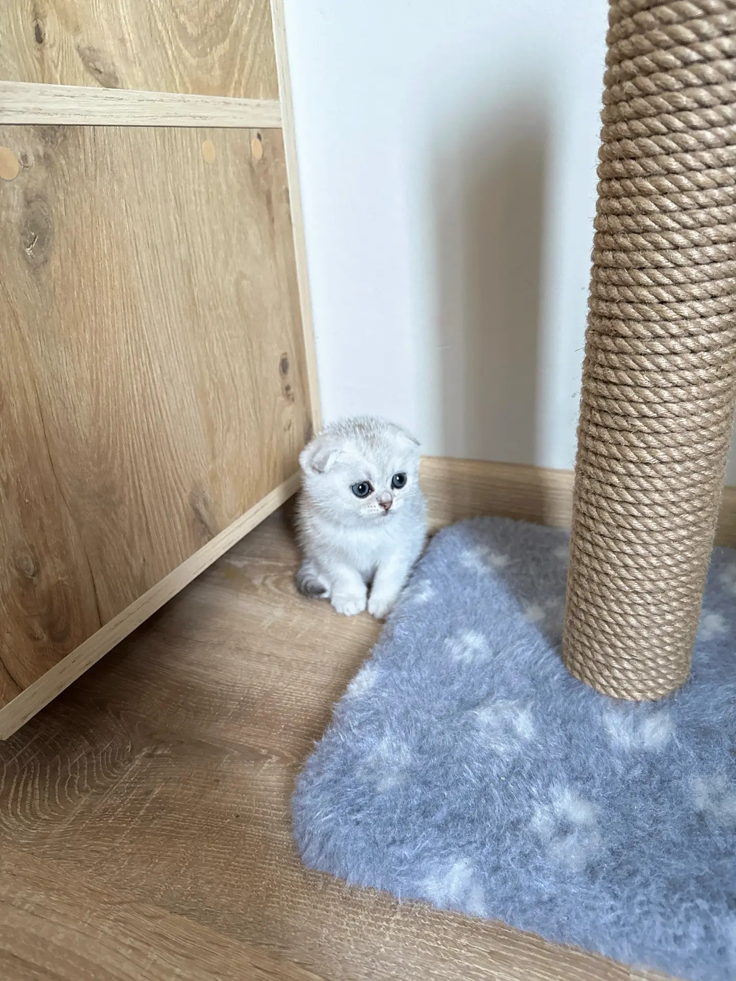 Шотландские котята - Ашхабад - img 6