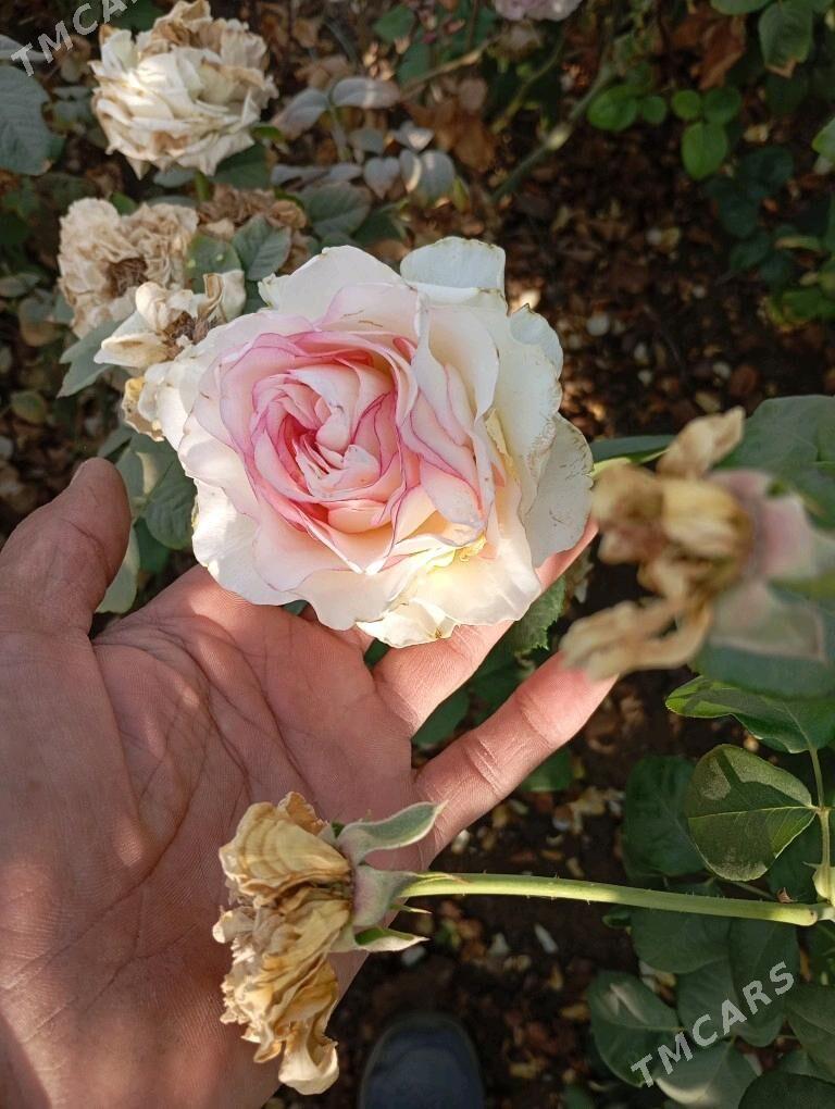 ой гуллери - Murgap - img 6