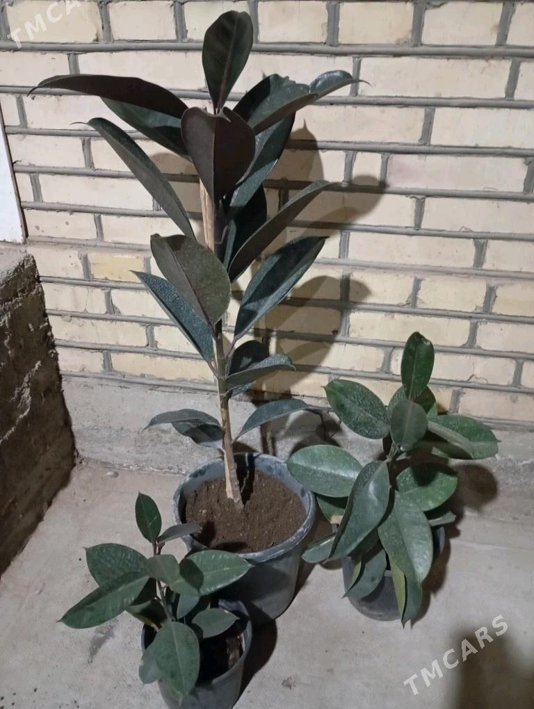 ой гуллери - Murgap - img 7