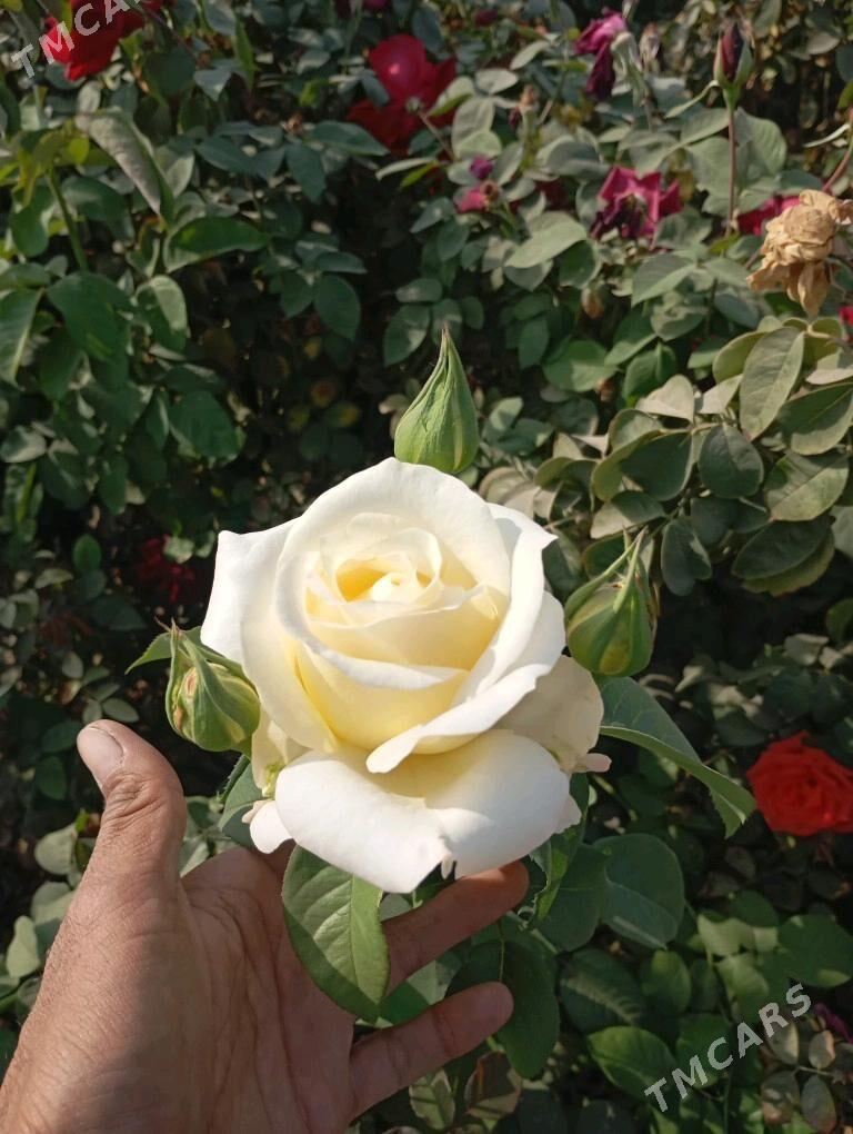 ой гуллери - Murgap - img 5