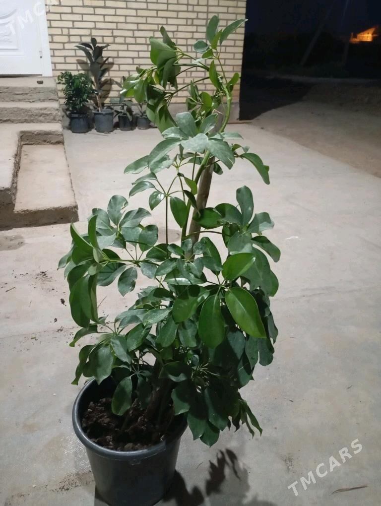 ой гуллери - Murgap - img 8