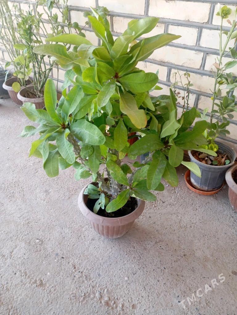 ой гуллери - Murgap - img 9