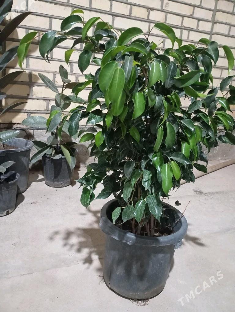 ой гуллери - Murgap - img 10