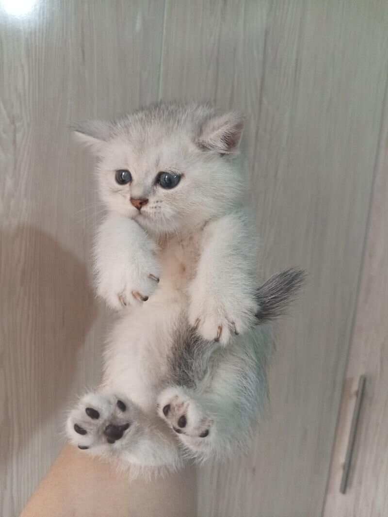 Шотландские котята - Ашхабад - img 8