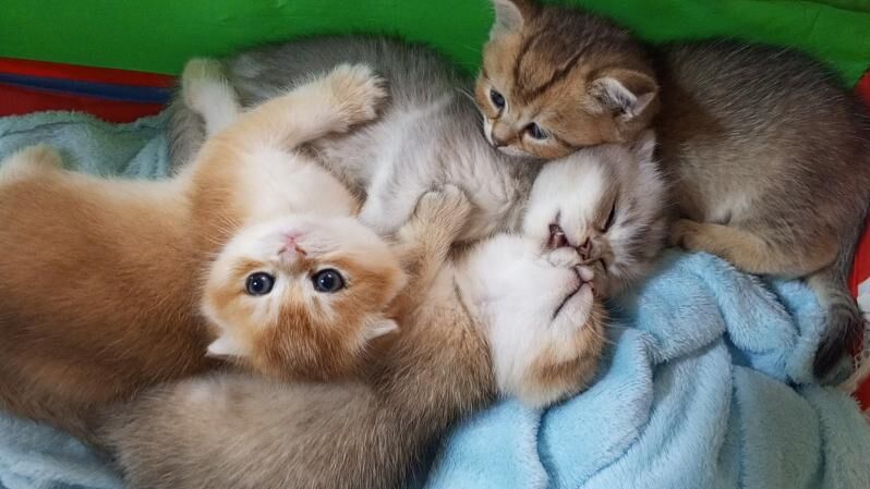 Шотландские котята - Ашхабад - img 7