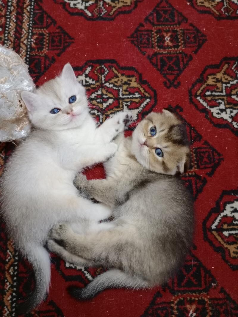 Шотландские котята - Ашхабад - img 10