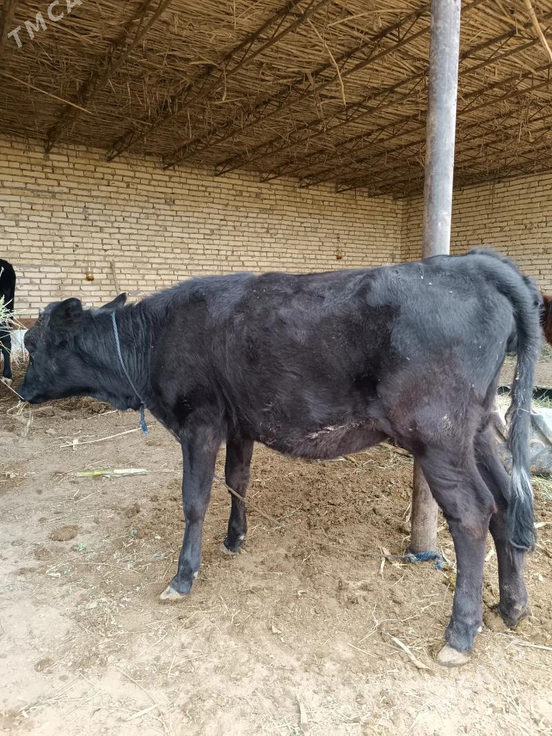 öküz & unajyn - Çärjew - img 2