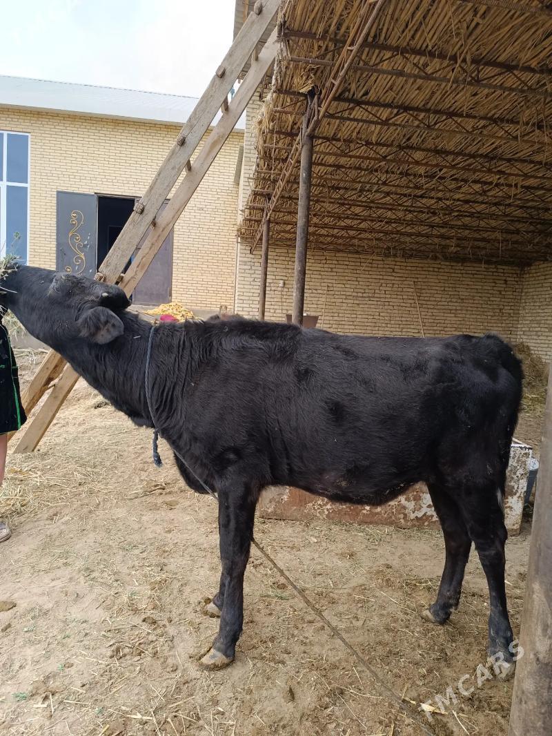 öküz & unajyn - Çärjew - img 4