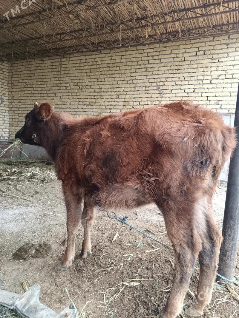 öküz & unajyn - Çärjew - img 6