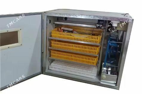 inkubator - Дашогуз - img 2