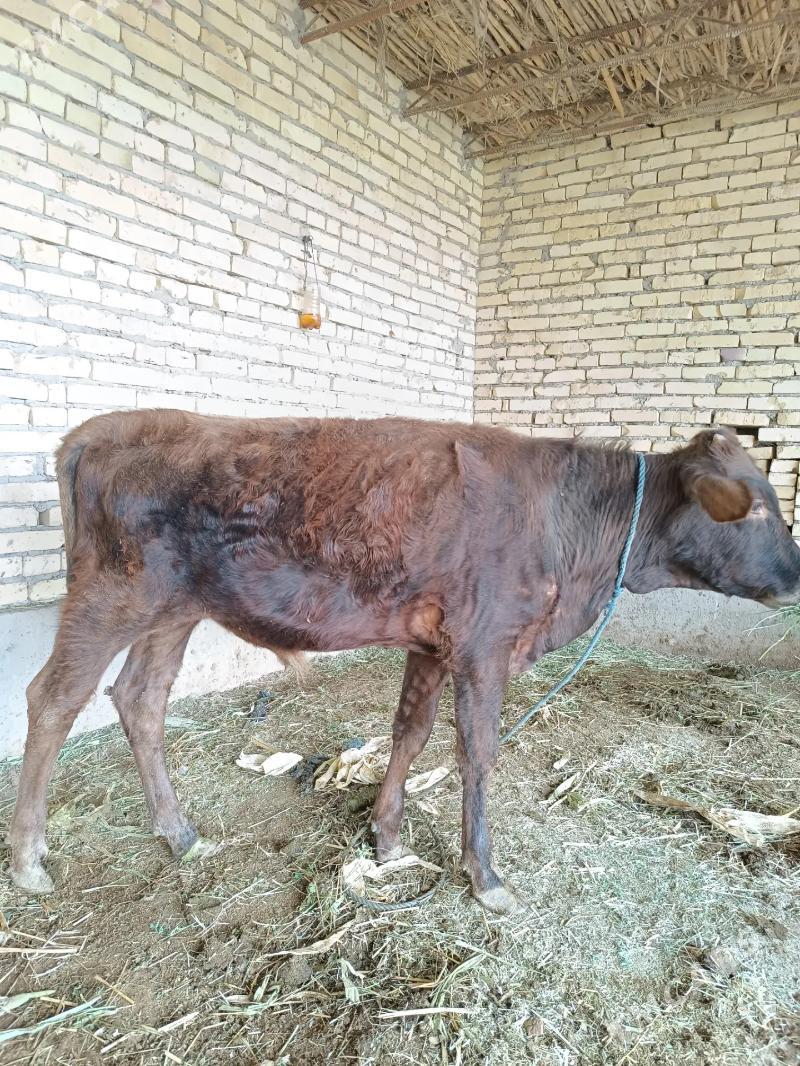 öküz & unajyn - Çärjew - img 8