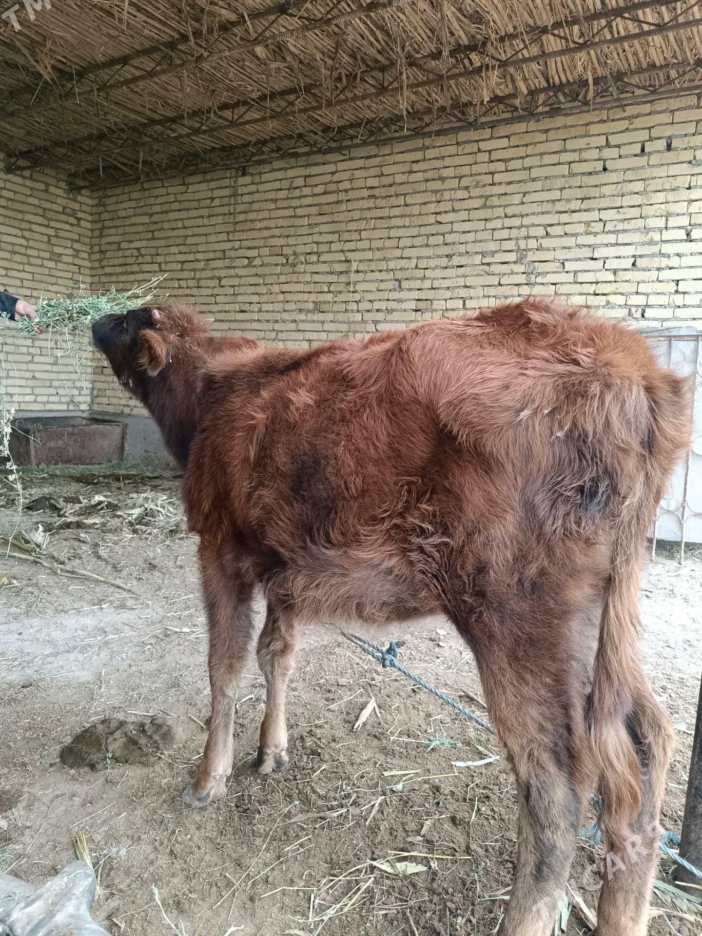 öküz & unajyn - Çärjew - img 7