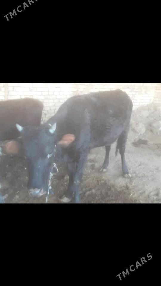 Gulajyn - Мургап - img 1